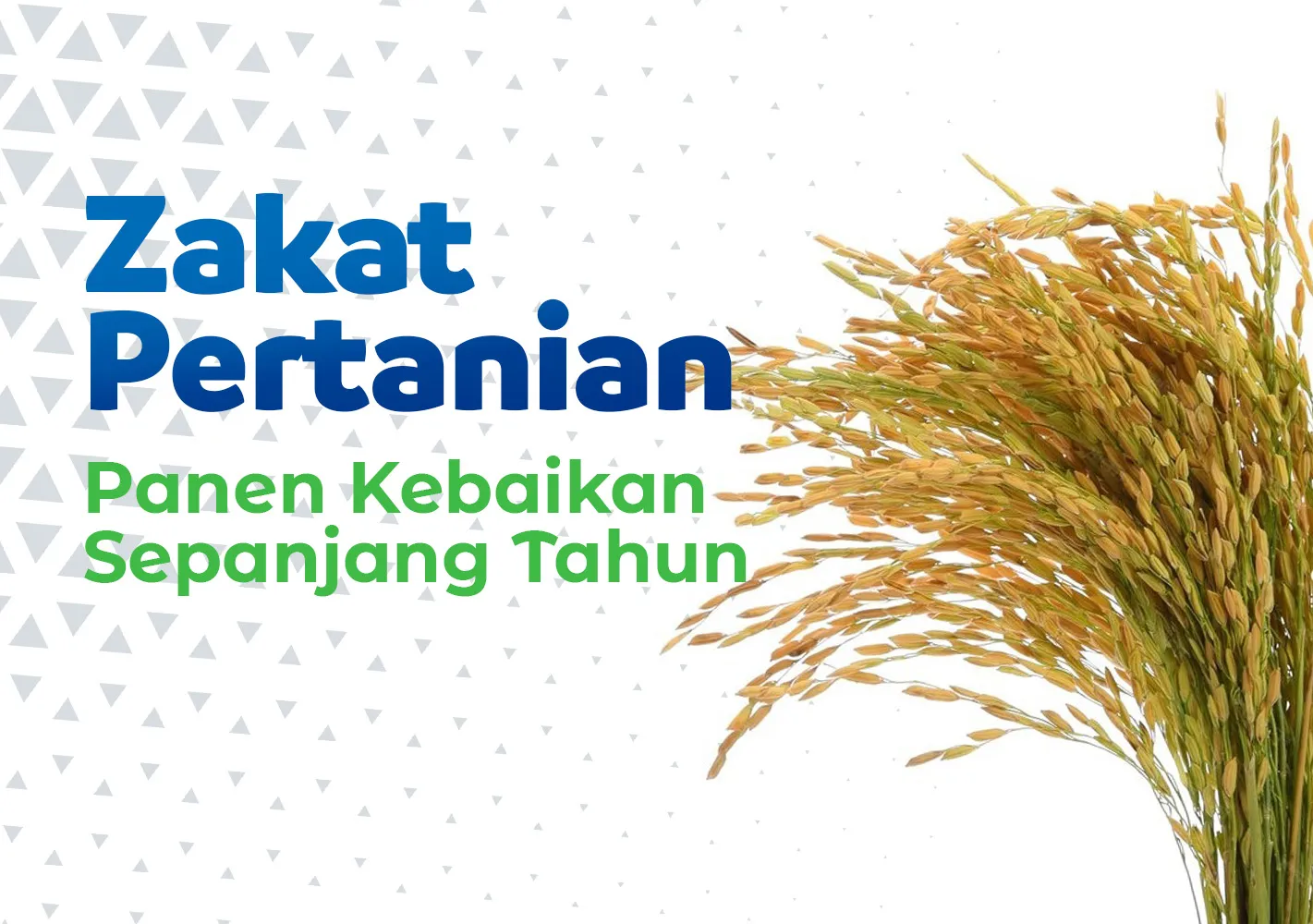 Zakat Pertanian